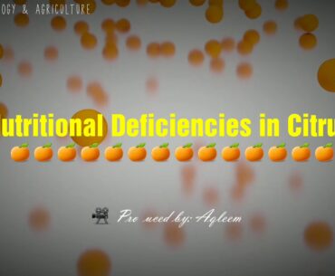 Nutritional Deficiencies or Disorders in Citrus | Symptoms on Leaves and Fruits