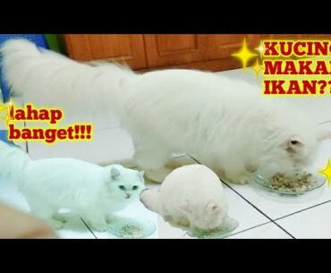 KUCING KU MAKAN IKAN BIKIN GEMBUL & LAHAP BANGET MAKANNYA #covid19