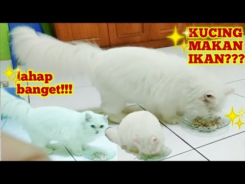 KUCING KU MAKAN IKAN BIKIN GEMBUL & LAHAP BANGET MAKANNYA #covid19