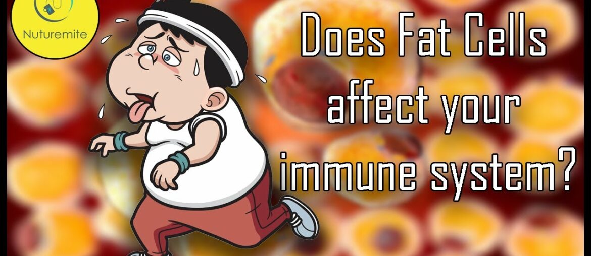 Does Fat Cells Tend to Decrease Your Immunity? ( Health & Lifestyle: Nuturemite )