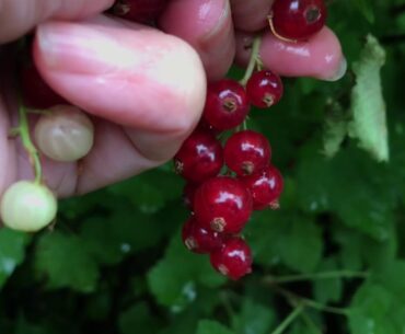 Harvest of Red Berries