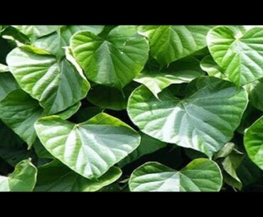 Benefits Of Giloy Plant || Helps In Increasing Immunity || Fight Against Corona Virus ||