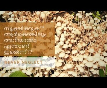 Never neglect!!Kerala mashroom.. stay young!!! know it's benafits.how to find edible from nearby?