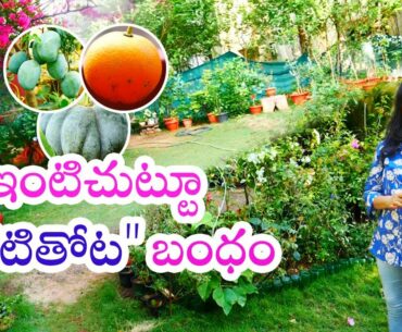 Beautiful Kitchen Garden With Vegetables And Flowers By Radhika || Rythunestham ||