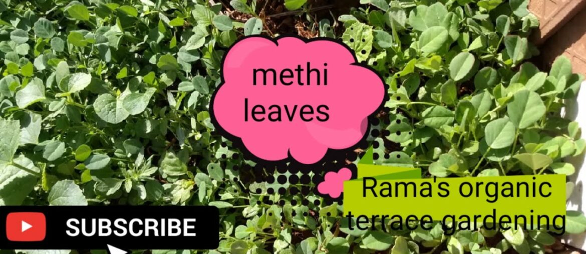 methi leaves!!fenugreek seeds!!benefits!!nutrition facts!!how they r grown!!