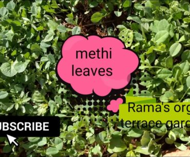 methi leaves!!fenugreek seeds!!benefits!!nutrition facts!!how they r grown!!