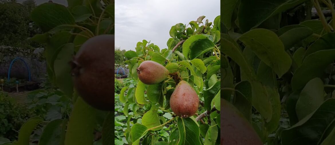 Nutritional Profile of Pears