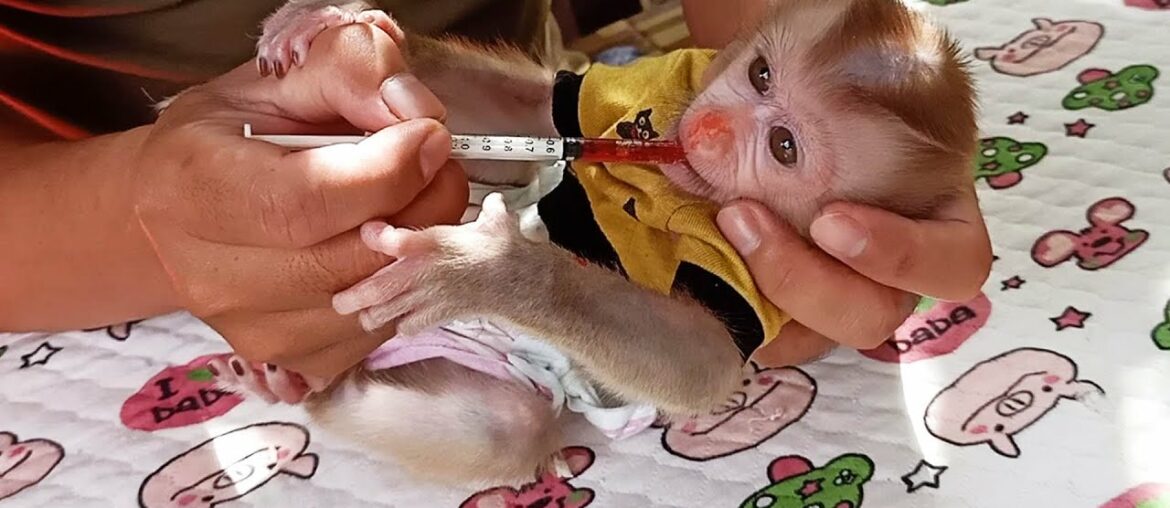Extra Nourishment!! Dad Feed Multi Vitamin For Little Tiny Jayla Monkey