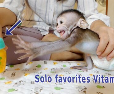 Monkey Solo can't wait he needs vitamin C in urgent instead of milk today