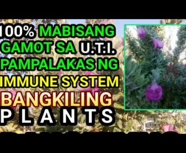 MABISANG GAMOT SA U.T.I. AT PAMPALAKAS NG IMMUNE SYSTEM KONTRA COVID