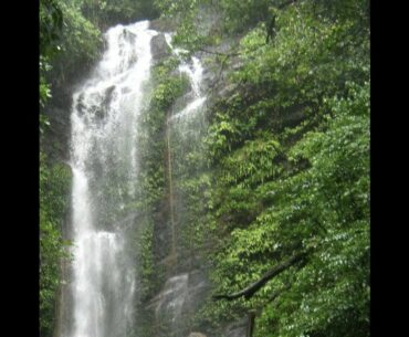 Nature, Forest Bathing, Immunity & COVID-19 : Talk by Dr Anil Sangli with Sripad S (Kannada)