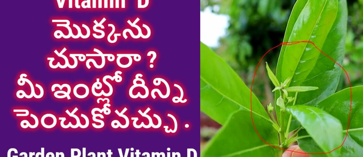 vitamin D Plant || Garden plants and vitamin D plant || medicinal plant at home| #healthfitnessyoga