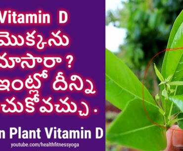 vitamin D Plant || Garden plants and vitamin D plant || medicinal plant at home| #healthfitnessyoga