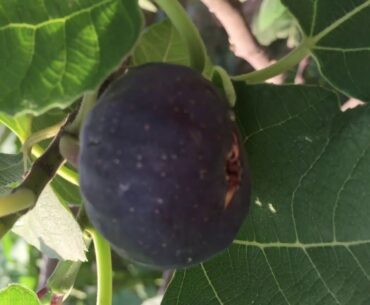 Figs and Health