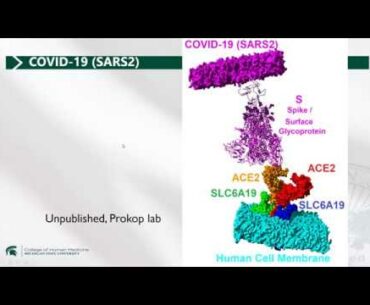 COVID19 (SARS2)-ACE2 interaction and the Renin-Angiotensin system