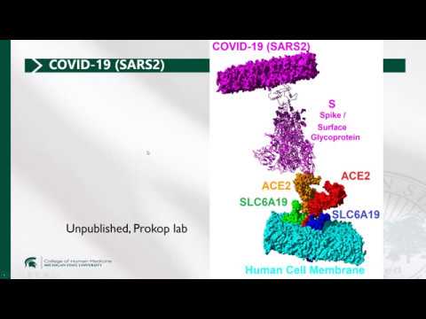 COVID19 (SARS2)-ACE2 interaction and the Renin-Angiotensin system