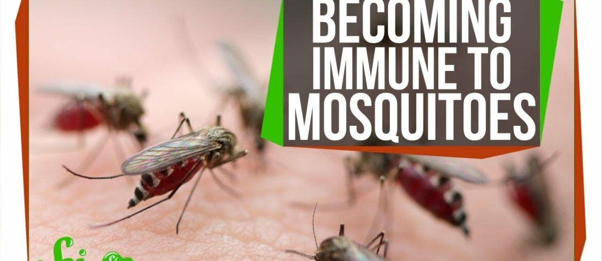 The Secret to Becoming Immune to Mosquito Bites