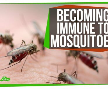 The Secret to Becoming Immune to Mosquito Bites