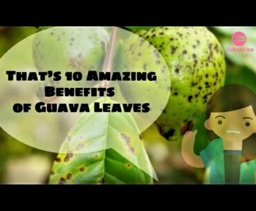 10 Amazing Benefits of Guava Leaves