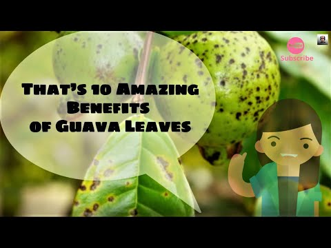 10 Amazing Benefits of Guava Leaves