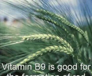 Vitamin B9 (Folic Acid)