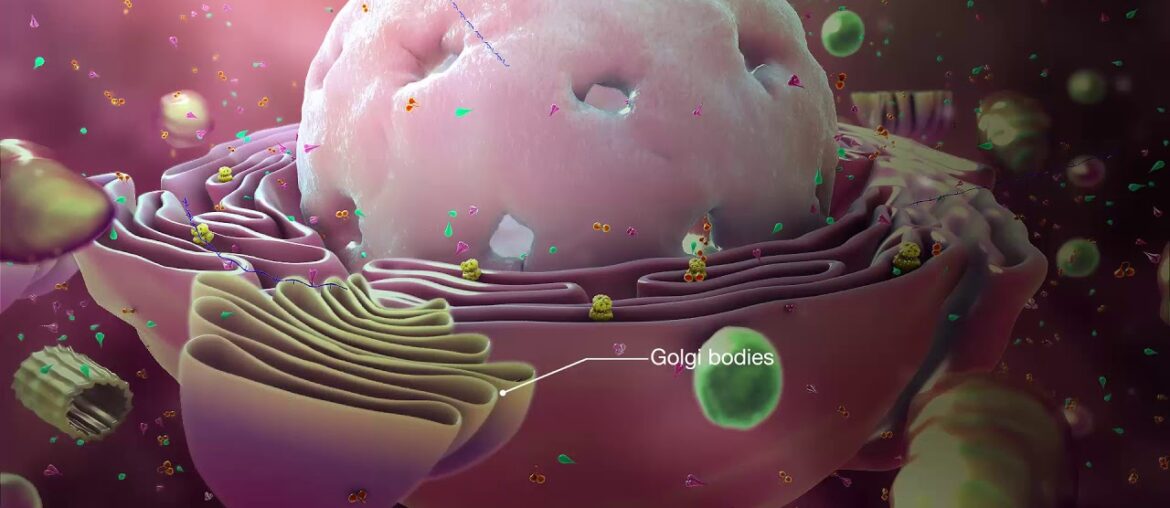 Medical Animation explaining Coronavirus Mechanism of Action - How Coronavirus attacks a human body