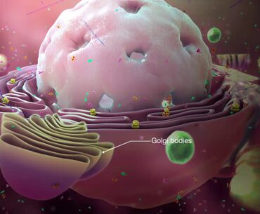 Medical Animation explaining Coronavirus Mechanism of Action - How Coronavirus attacks a human body