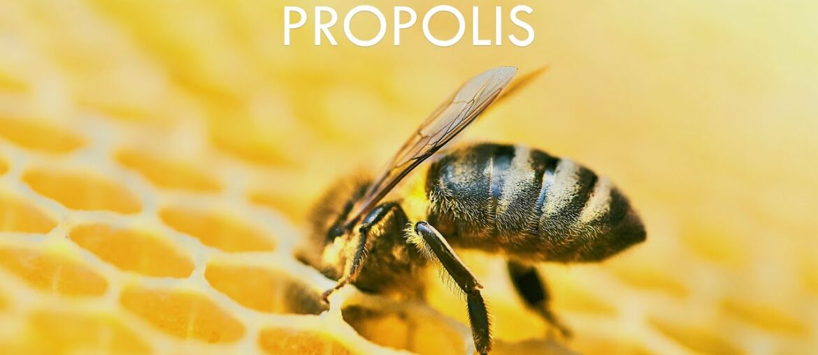 Bees Propolis | Uses & Benefits of Bees Propolis | TruRadix Nutrition | Forefather