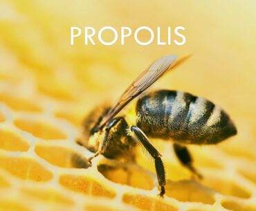 Bees Propolis | Uses & Benefits of Bees Propolis | TruRadix Nutrition | Forefather