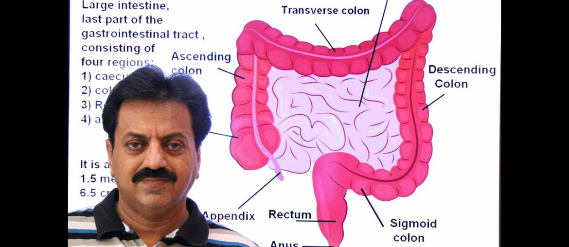 First Year / Chapter 12 / Nutrition / Part 22 / Large intestine / Parts of Large intestine