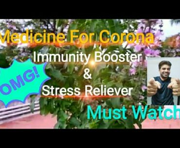 Medicine for Corona | Immunity Booster & Stress Reliever | Thiruneetru Pachilai |Basil |Covid19