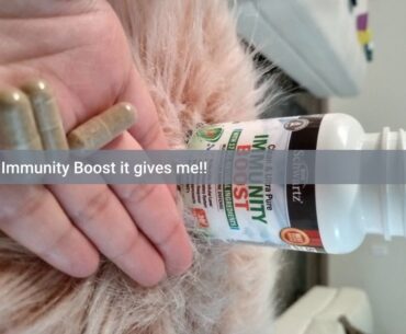 Review: Immunity Boost Supplement with Elderberry, Vitamin A, Echinacea & Zinc - Once Daily Mul...