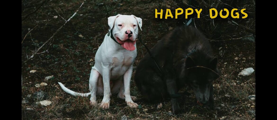 Dogo Argentino & Black Wolf Dog (Blue Bay Shepherd) on a Hike - Beauty of Nature