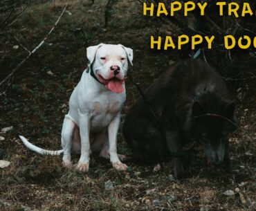 Dogo Argentino & Black Wolf Dog (Blue Bay Shepherd) on a Hike - Beauty of Nature