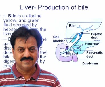 First Year / Chapter 12 / Nutrition / Part 23 / Liver / Functions of Liver