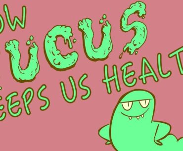How mucus keeps us healthy - Katharina Ribbeck