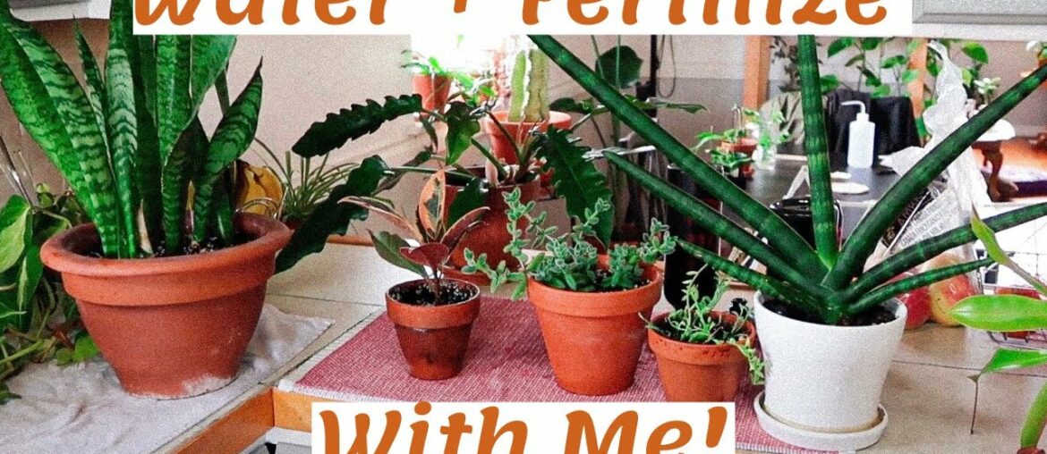 Water + Fertilize My Plants With Me | Routine, Tips and Tricks