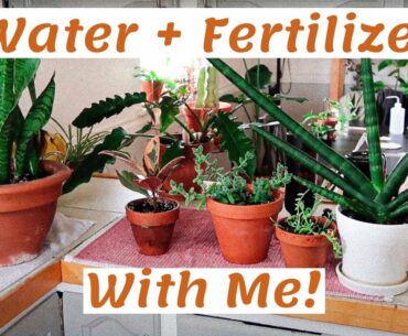 Water + Fertilize My Plants With Me | Routine, Tips and Tricks