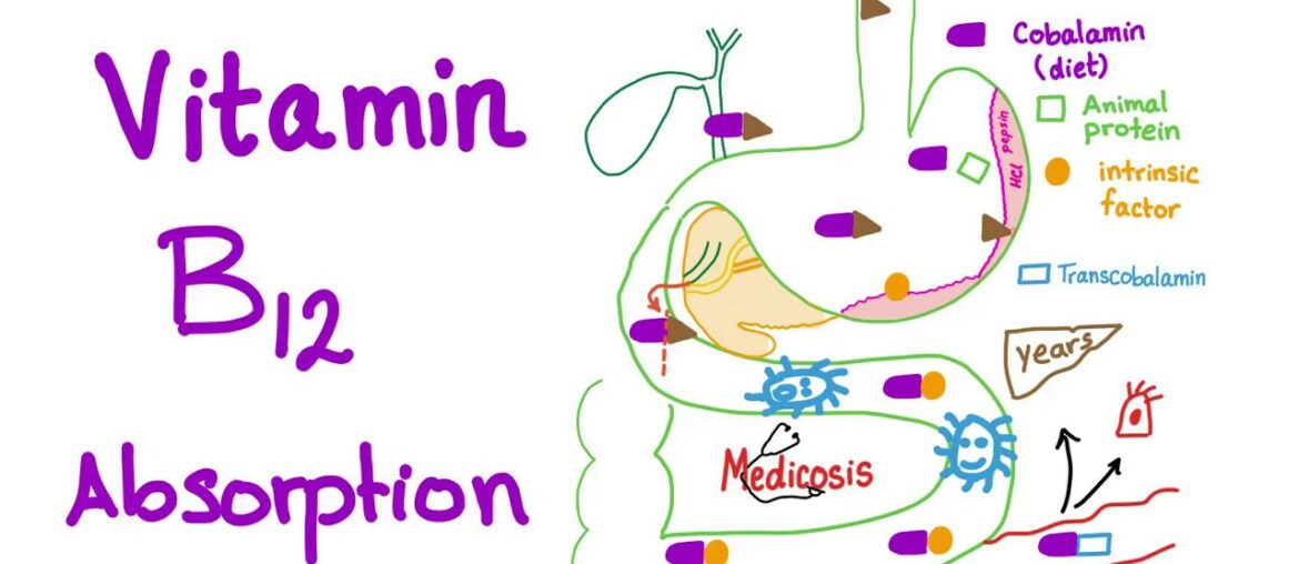 Vitamin B12 absorption