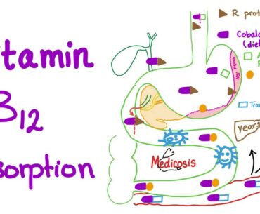 Vitamin B12 absorption