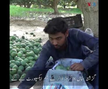Coronavirus Impact on Pakistani Mangoes Export