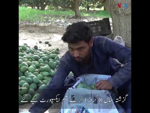 Coronavirus Impact on Pakistani Mangoes Export