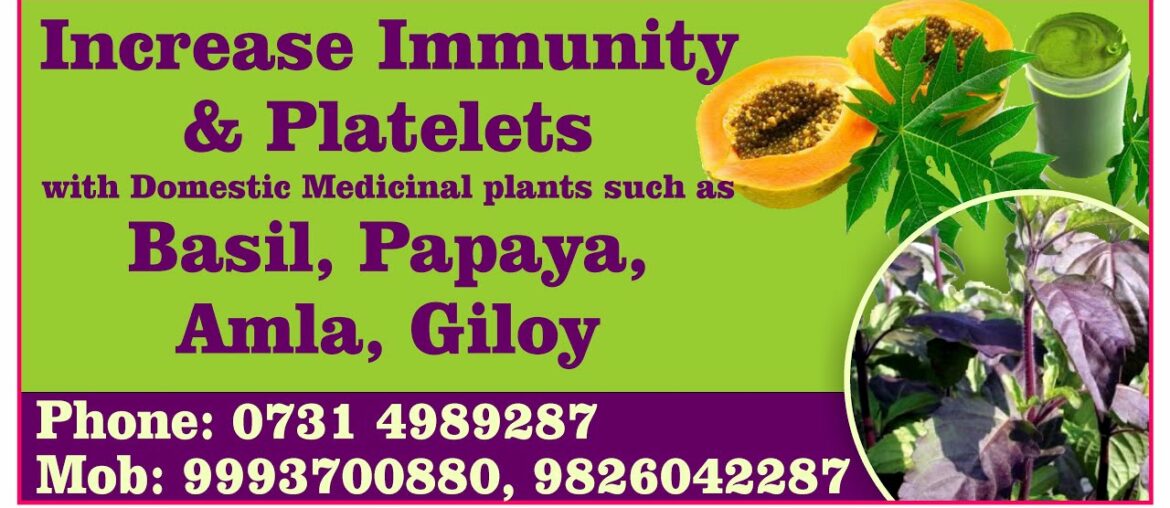 Natural immunity booster Increase immunity for covid 19 medicinal plants Amla Tulsi basil papaya