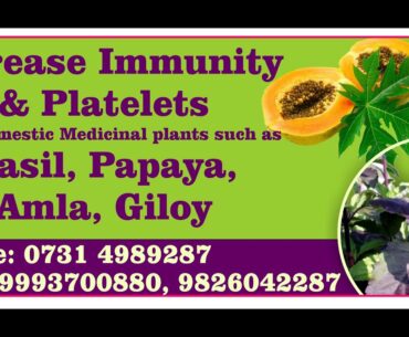 Natural immunity booster Increase immunity for covid 19 medicinal plants Amla Tulsi basil papaya