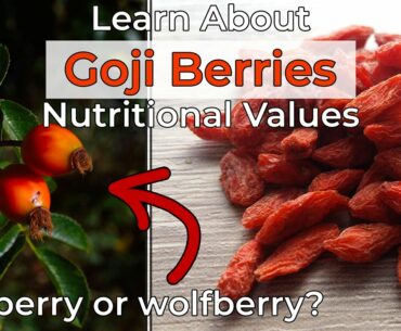 Learn about goji nutritional values | What is wolfberry? | Healthy Habits