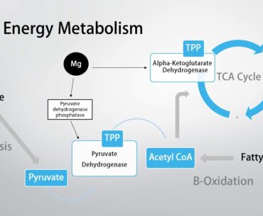 Magnesium Intolerance? Consider Thiamine (Vitamin B1)!