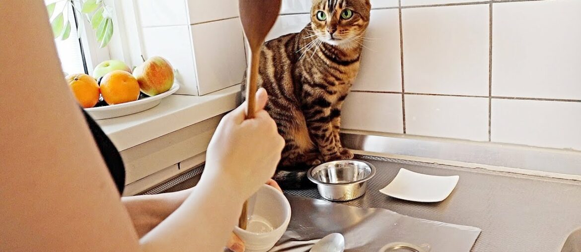 Cat Bella Helps me in The Kitchen Cooking for her Daughter