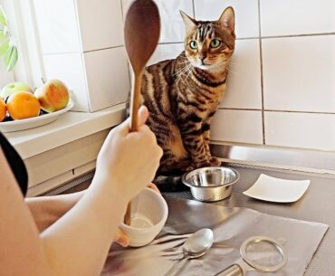 Cat Bella Helps me in The Kitchen Cooking for her Daughter