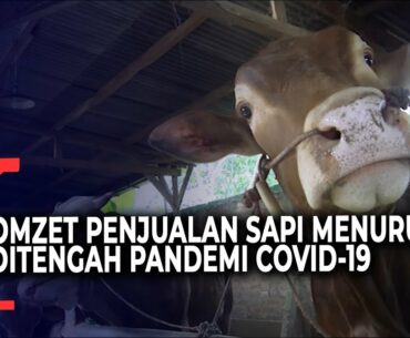 Menurunnya Penjualan Hewan Kurban di Tengah Pandemi Covid-19