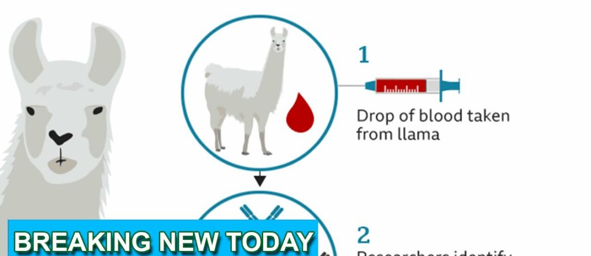 Breaking News - Llamas provide key to Covid immune therapy